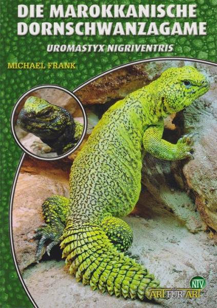 Die Marokkanische Dornschwanzagame